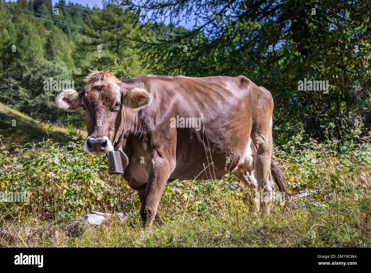 Alpenkühe im Engadintal, Schweizer Alpen, Schweiz Stockfoto