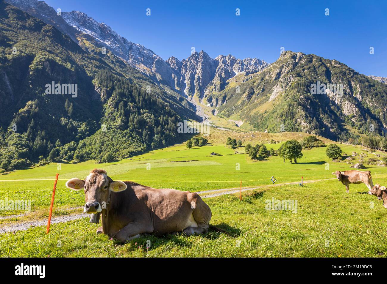 Alpenkühe im Engadintal, Schweizer Alpen, Schweiz Stockfoto