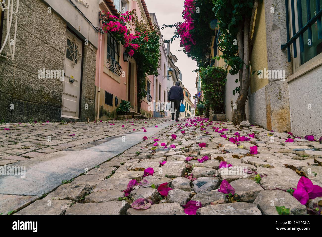 Blick vom Erdgeschoss auf Azalea-Blüten in einer Kopfsteinpflasterstraße in Cascais, Portugal Stockfoto