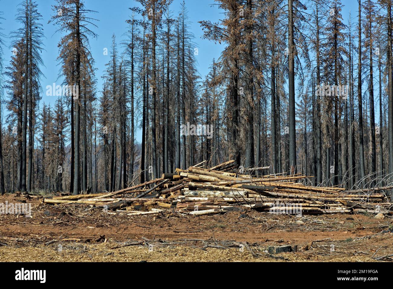 Bergung verbrannter Bäume, die durch Waldbrände entstanden sind, die den jungen Douglas Fir, Ponderosa & Sugar Pine, Highway 36, Kalifornien, befallen. Stockfoto