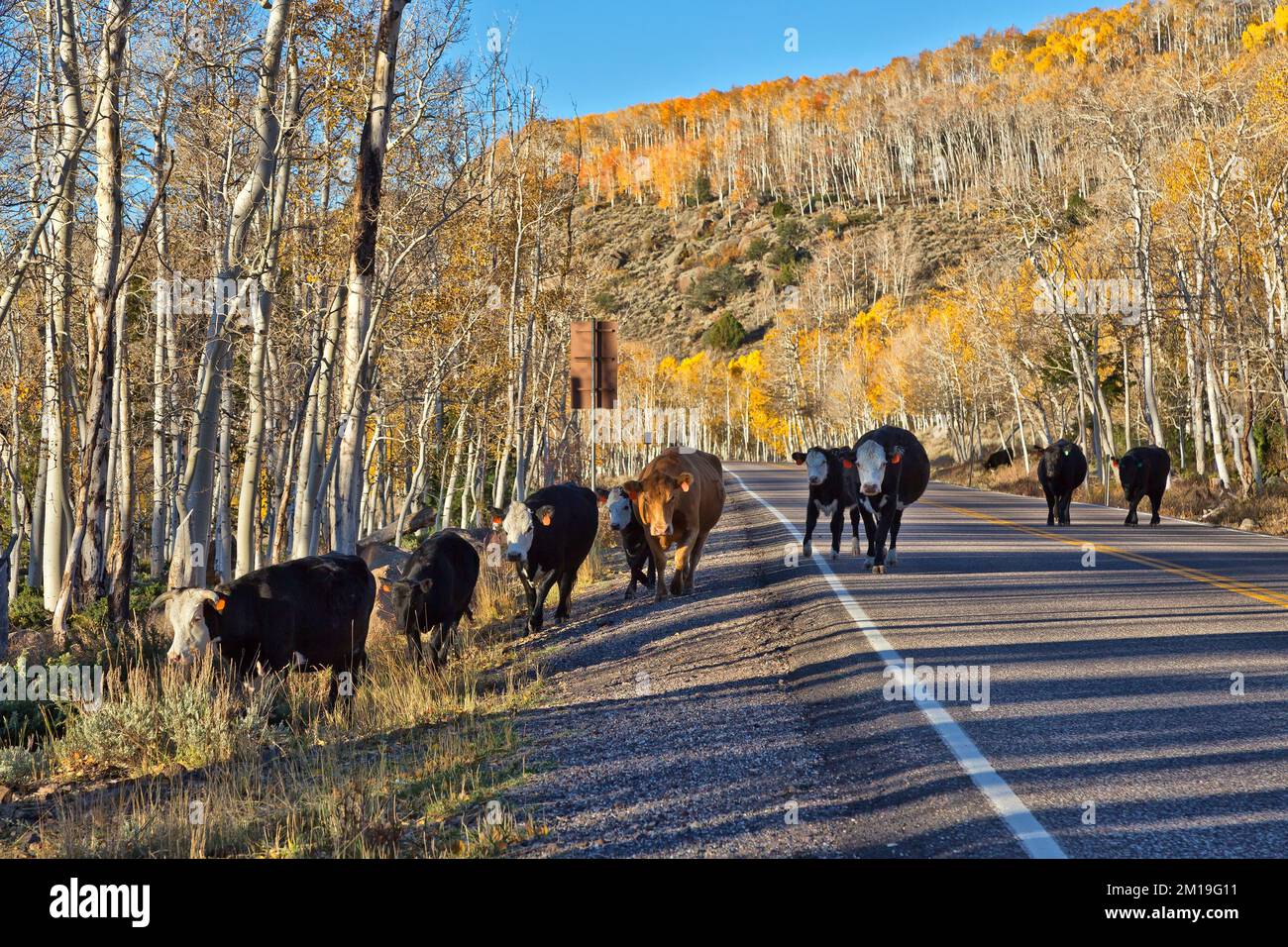 Rinder, entlang der Autobahn, auf dem Weg zum Wasser, Sommerweiden, Mitte Oktober, Morgenlicht, Fish Lake National Forest, Sevier County, Utah. Stockfoto