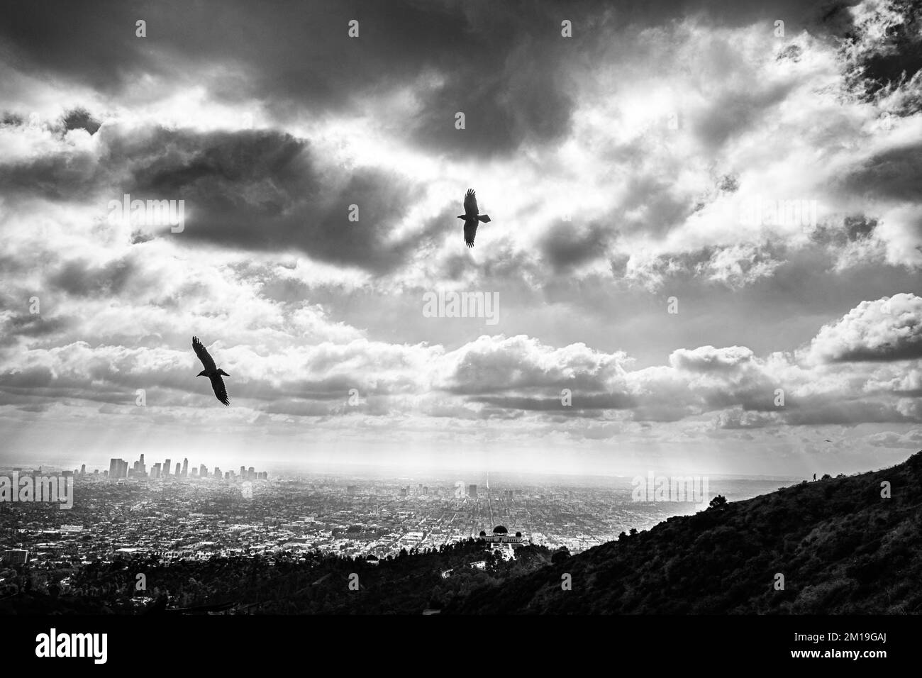 Atemberaubender Blick auf die Vögel, die sich über der Innenstadt von Los Angeles, CA, vom Griffith Park entstammen; das Griffith Observatory befindet sich im unteren Zentrum rechts. Stockfoto