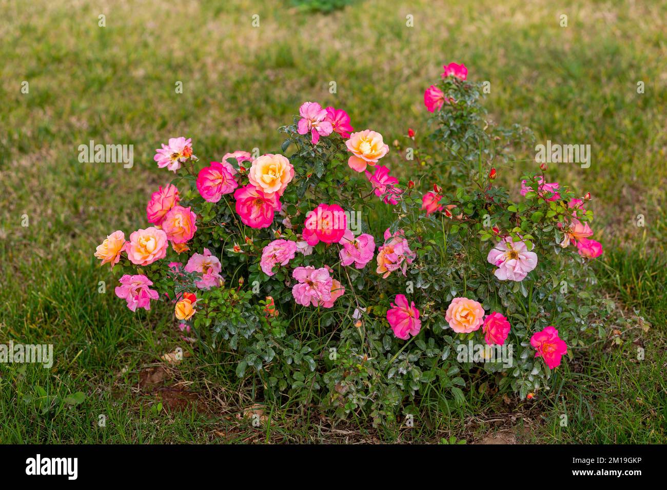 Zierblumen im Garten. Gartenrosen, Hybridrosen. Stockfoto