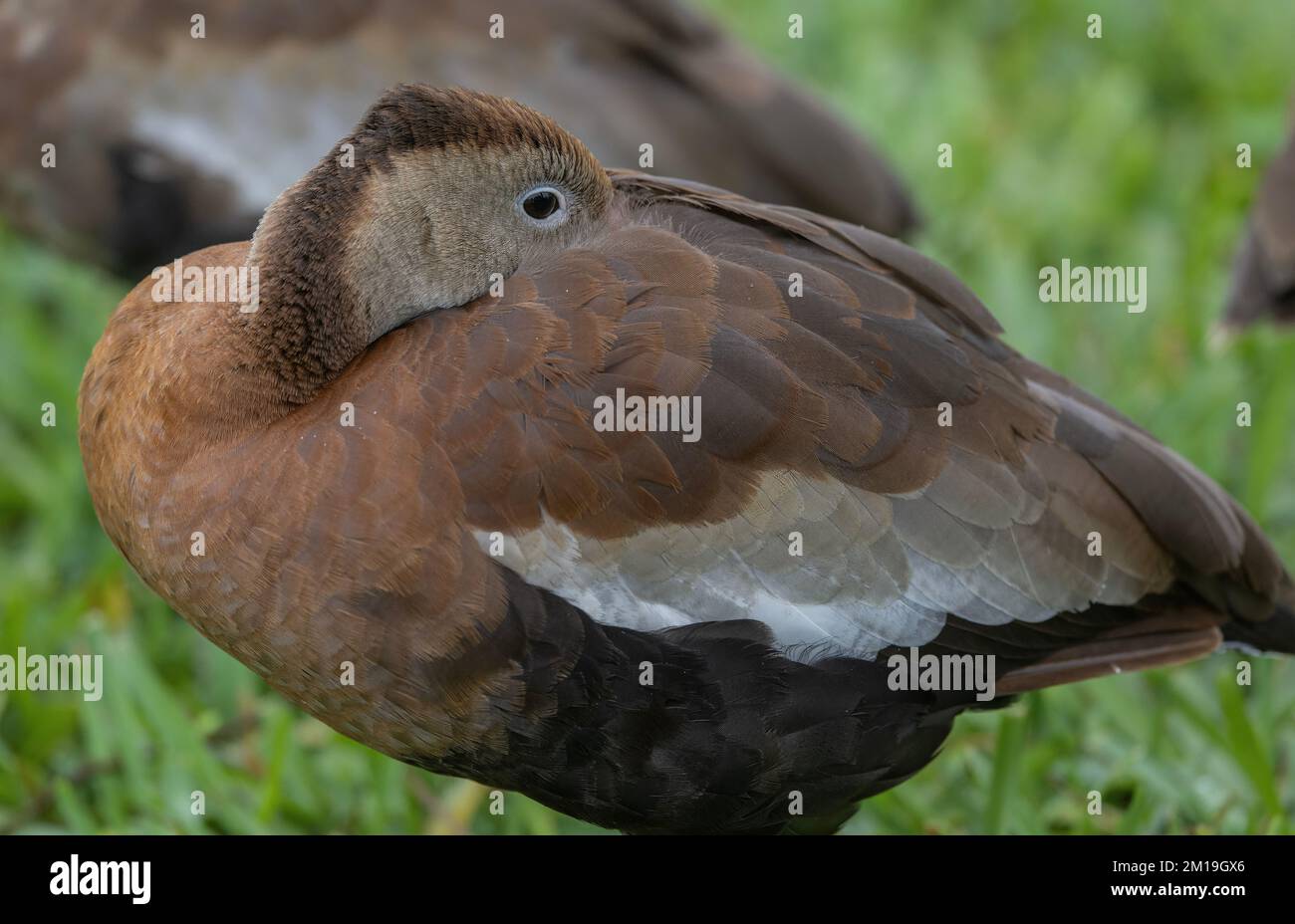 Schwarzbauch-Pfeifente, Dendrocygna autumnalis, die an kalten, nassen Wintertagen rustet. Stockfoto