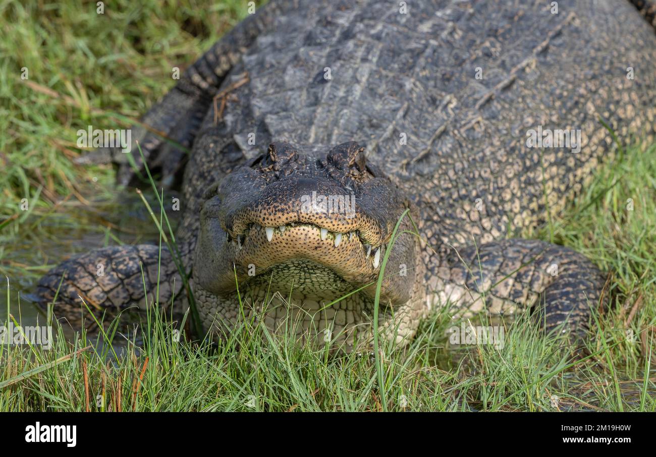 Amerikanischer Alligator, Alligator mississippiensis, ruht sich am kalten Wintertag aus. - Nach Texas. Stockfoto