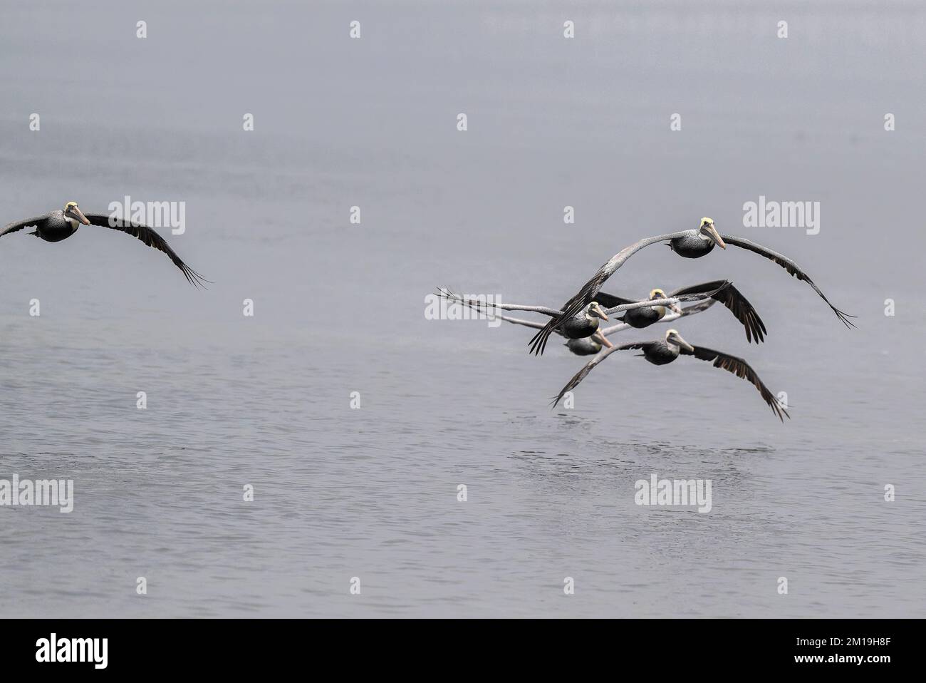 Gruppe brauner Pelikane, Pelecanus occidentalis, die im Winter über eine flache Lagune fliegen. - Nach Texas. Stockfoto