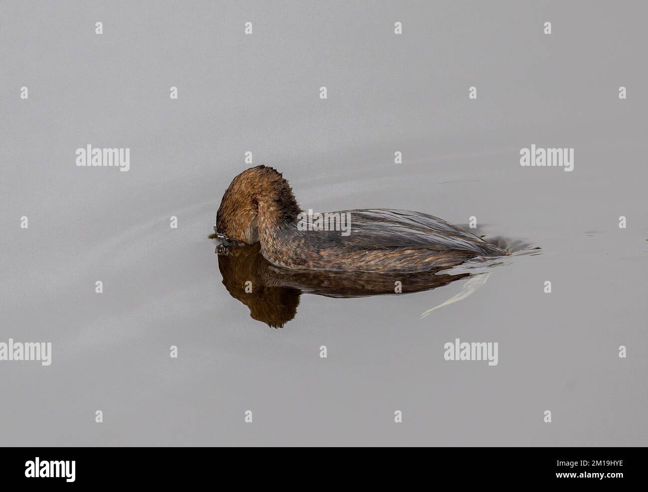 Rattenschnabel, Podilymbus podiceps, Fütterung im See im Winter. Stockfoto