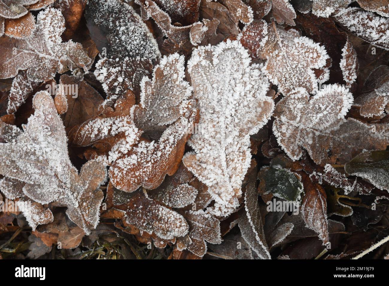 Frosty Winter in Princes Risborough, Buckinghamshire, Großbritannien Stockfoto