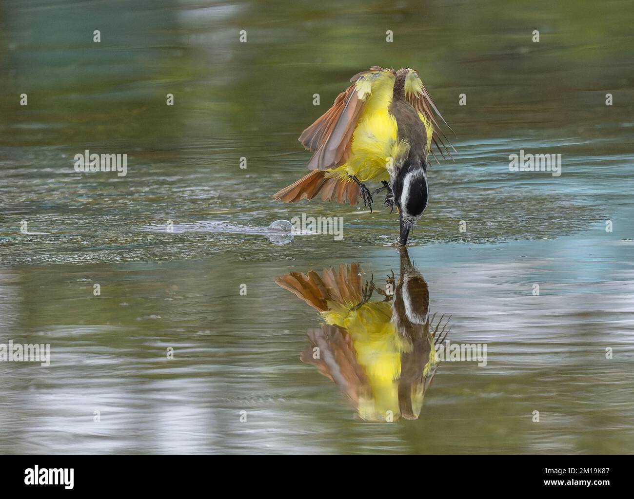 Großer Kiskadee, Pitangus sulfuratus, Fütterung durch Tauchen nach wirbellosen Tieren im überfluteten Grasland. Winter, Texas. Stockfoto