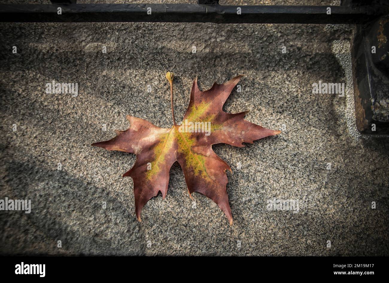 Ein braunes und gelbes, gefallenes Ebenenblatt im Herbst Stockfoto
