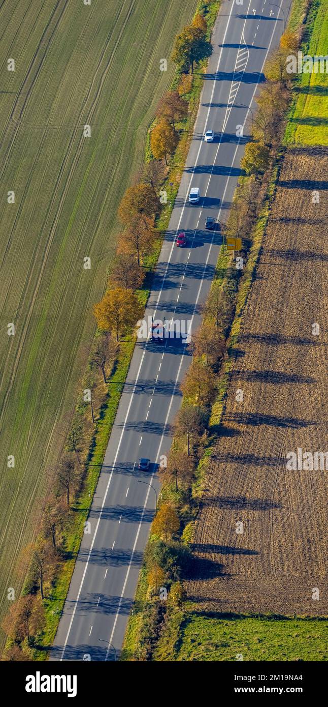 Luftaufnahme, Herbstallee im Bockum-Hövel-Viertel in Hamm, Ruhrgebiet, Nordrhein-Westfalen, Deutschland, Allee der Bäume, Baumreihe, Baumreihe Stockfoto