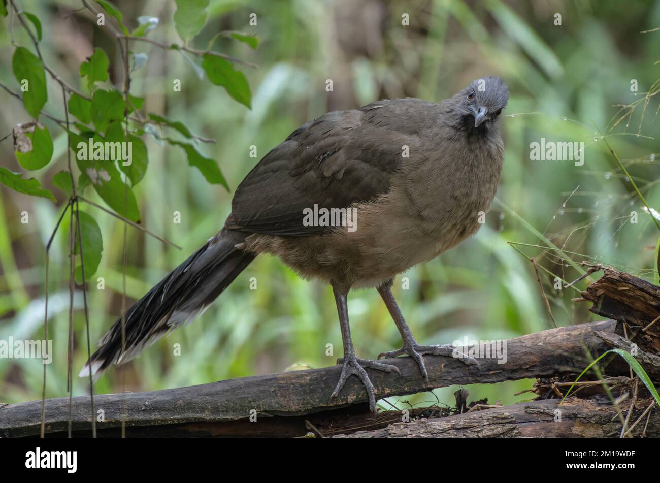Einfache Chachalacas, Ortalis Vetula, hoch oben auf dem Baum im Winter, Texas. Stockfoto