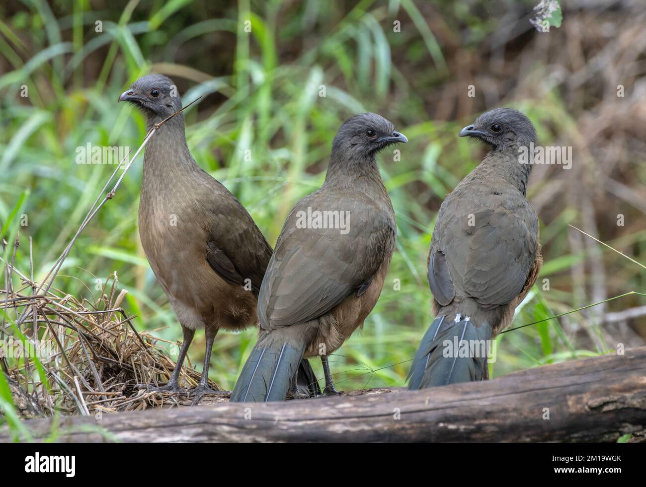 Einfache Chachalacas, Ortalis Vetula, hoch oben auf dem Baum im Winter, Texas. Stockfoto