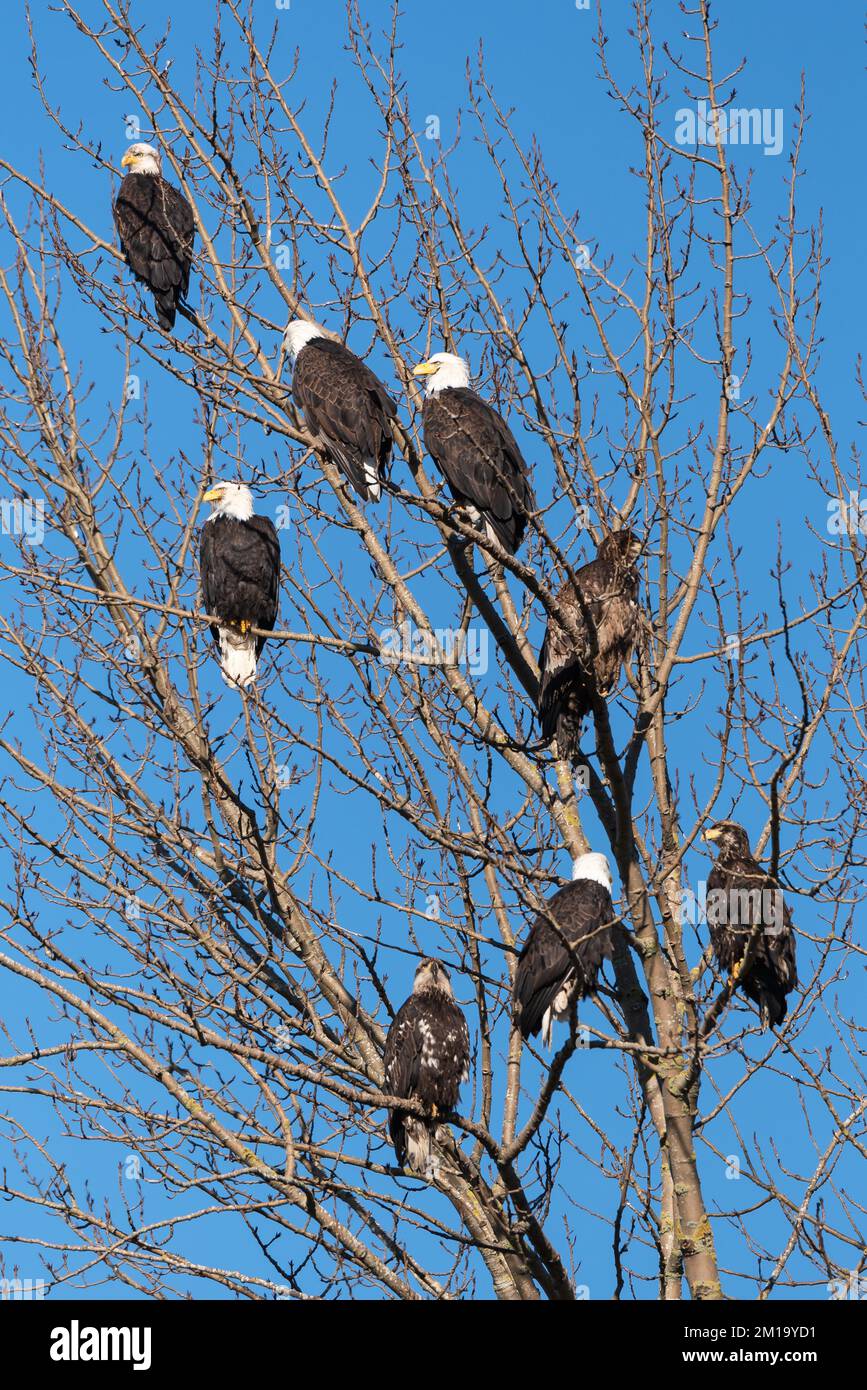 Zahlreiche reife und unreife Weißkopfseeadler, die im Winter senkrecht auf einem Baum ohne Blätter sitzen Stockfoto