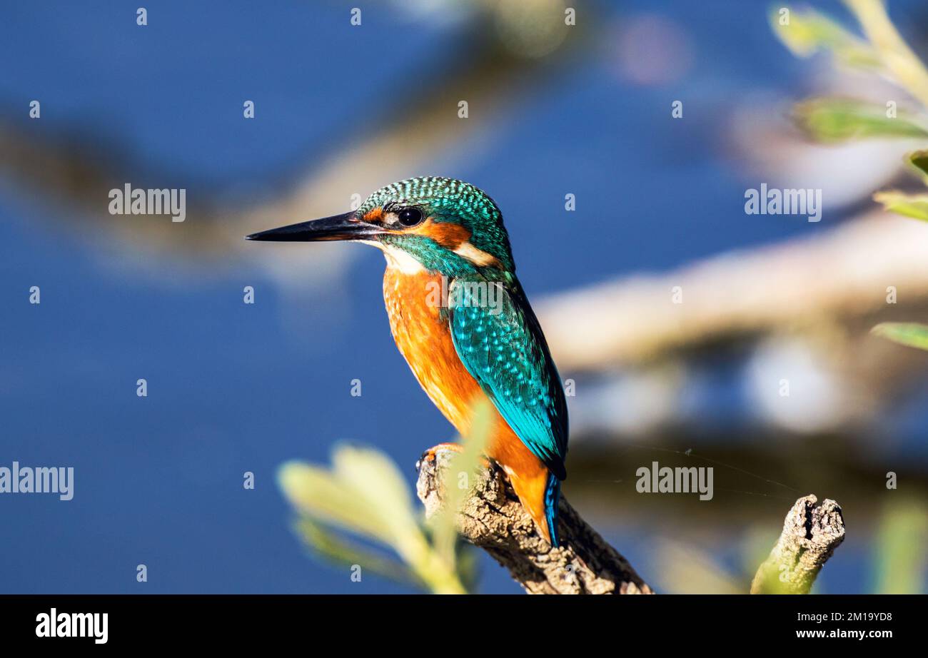 Kingfisher Nahaufnahme des Astes Stockfoto