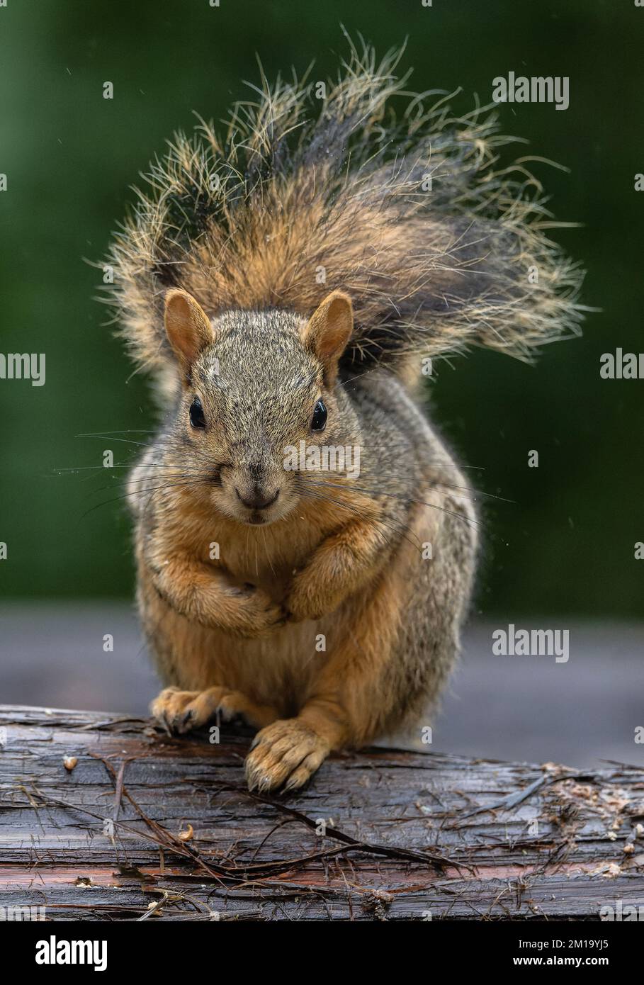 Fuchs-Eichhörnchen, Sciurus niger, hält sich warm, mit erhobenem Schwanz, im Winter. - Nach Texas. Stockfoto