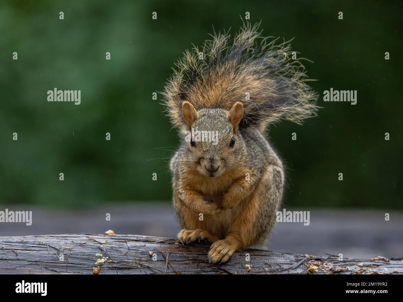 Fuchs-Eichhörnchen, Sciurus niger, hält sich warm, mit erhobenem Schwanz, im Winter. - Nach Texas. Stockfoto