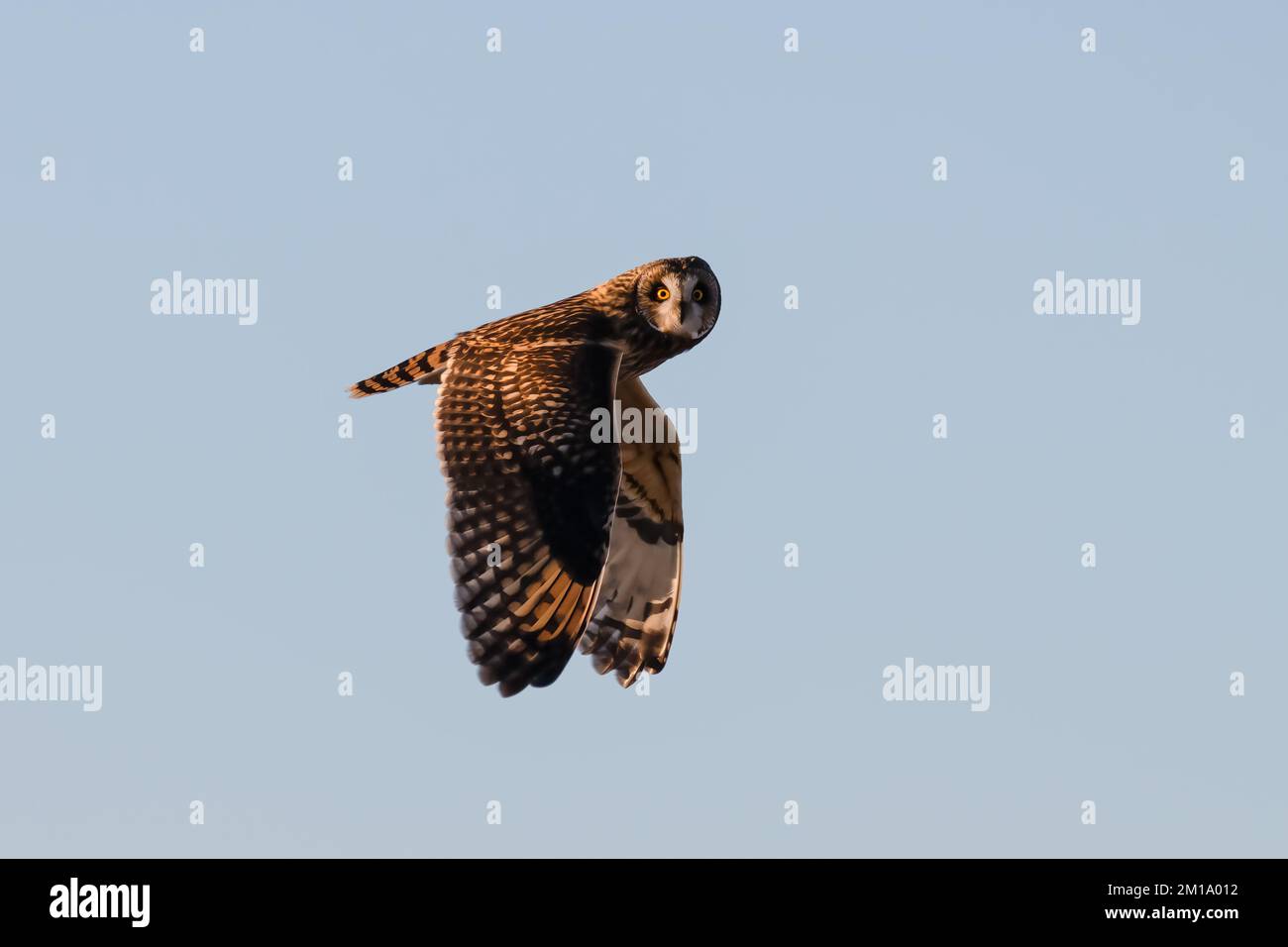 Kurzohrige Eule, isoliert im Flug, mit abgesenkten Flügeln und Blick in die Kamera Stockfoto