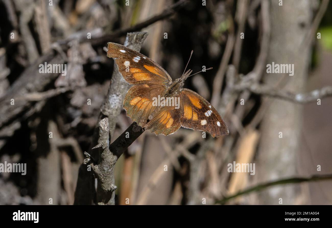 Amerikanische Schnauze, Schmetterling, Libytheana Carinenta, hoch oben im Busch im Winter, Texas. Stockfoto