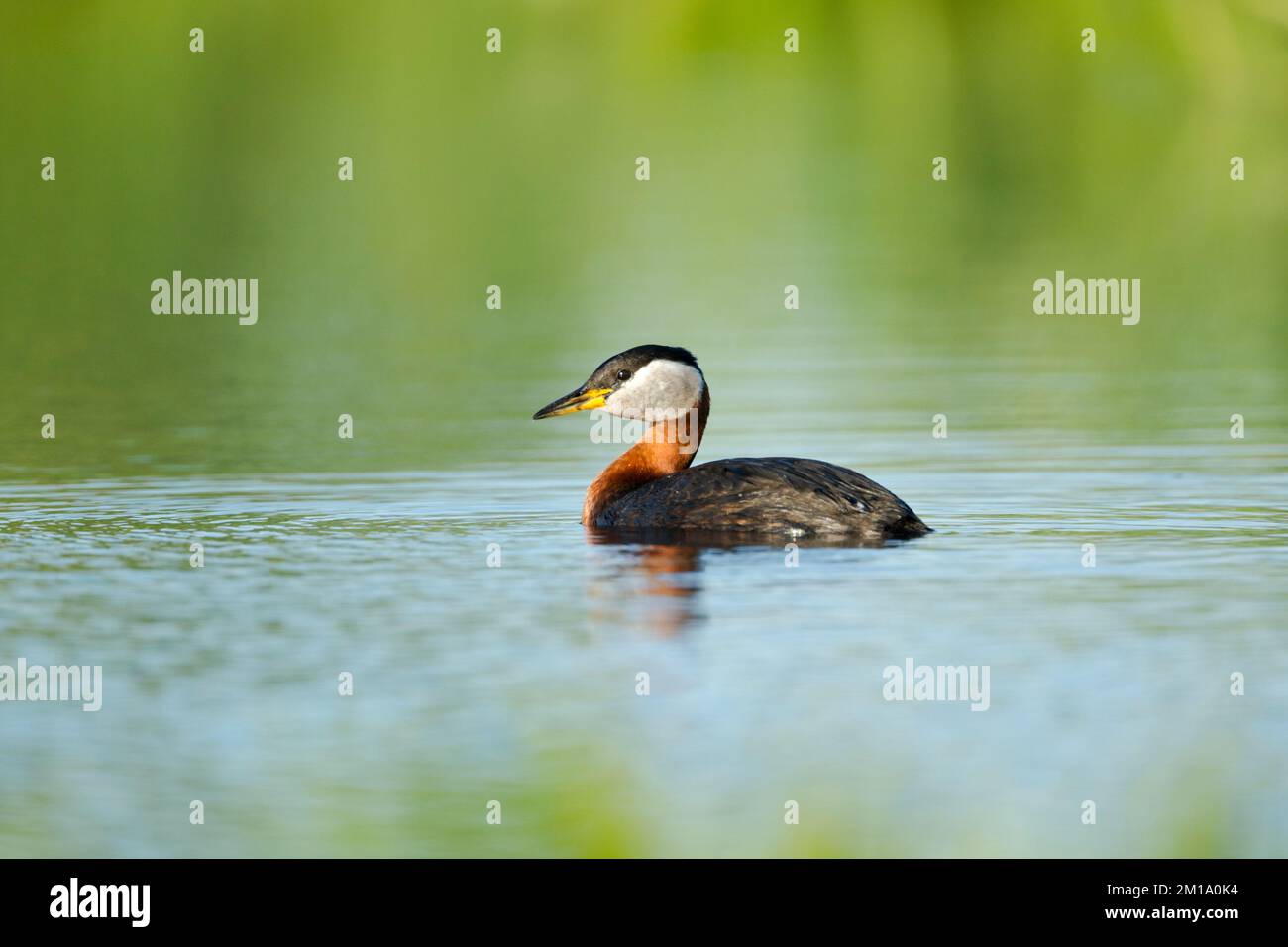 Rothalsgräber, Podiceps grisegena, im Sommer Zucht Gefieder, schwimmt im ruhigen Wasser Stockfoto