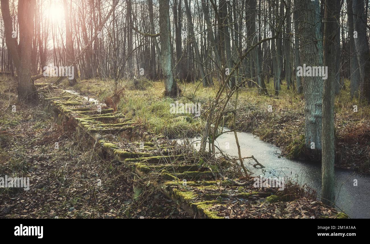 Zerbrochene Holzbrücke in einem Sumpfwald. Stockfoto