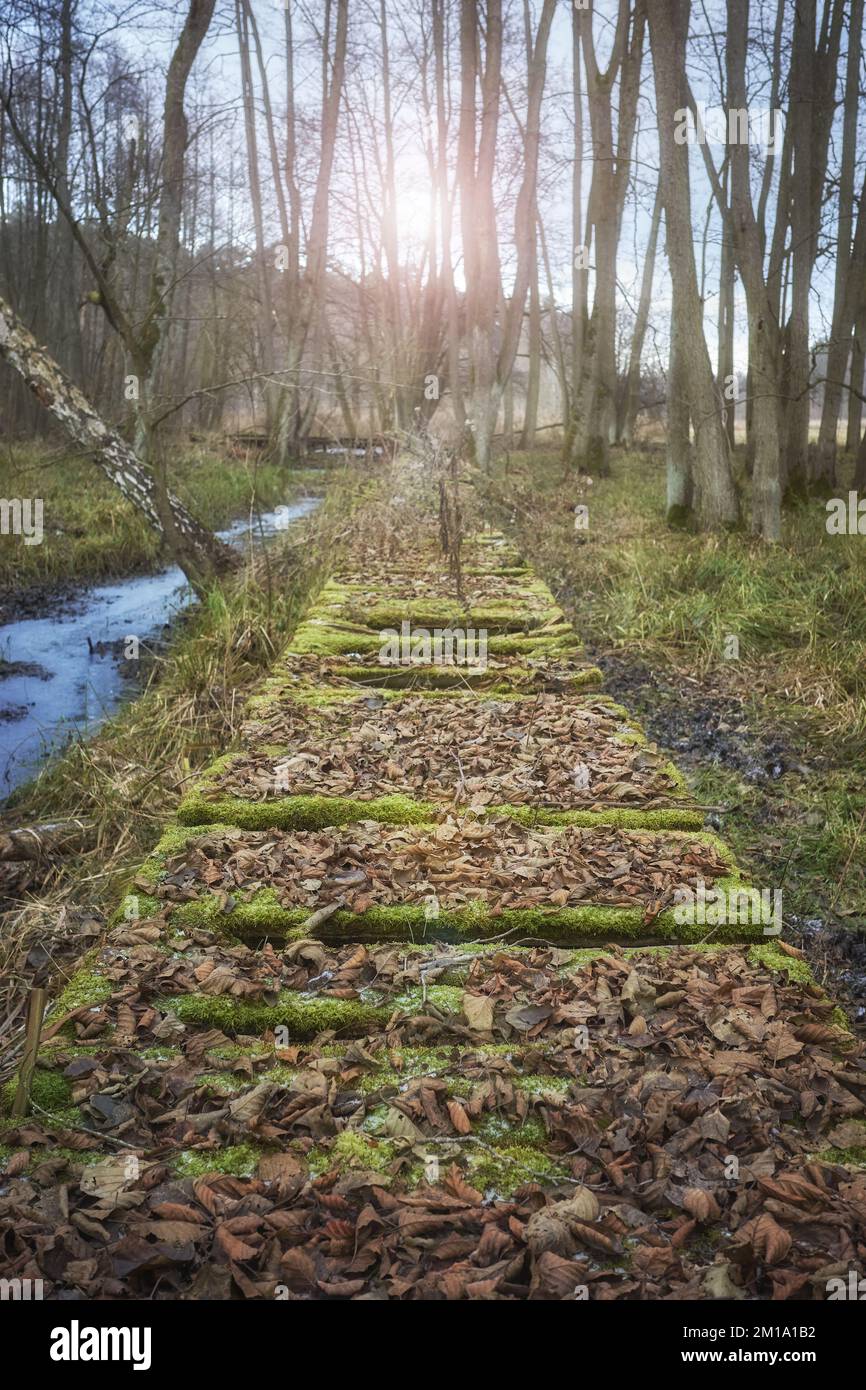 Zerbrochene Holzbrücke in einem Sumpfwald, selektiver Fokus. Stockfoto