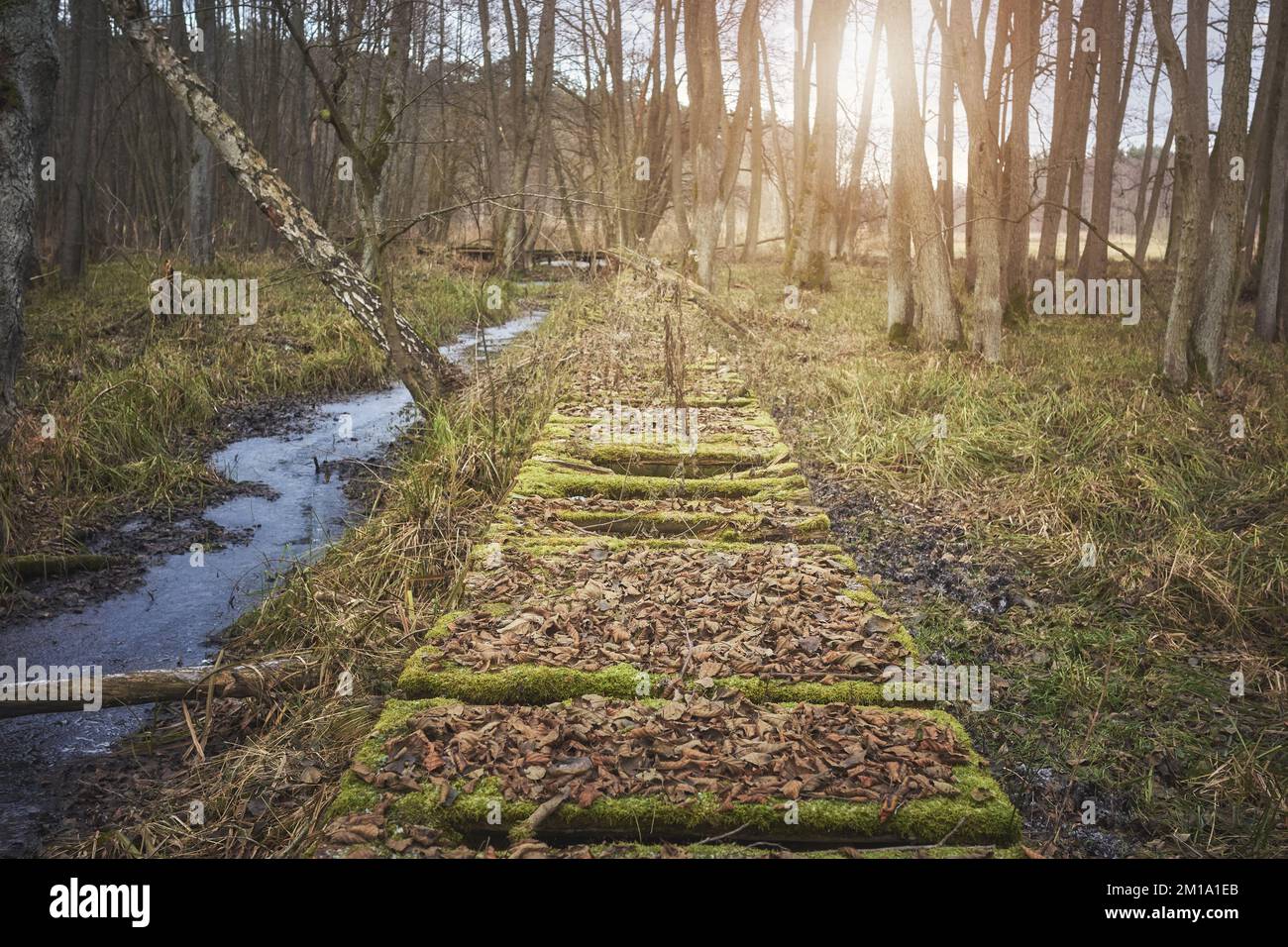 Zerbrochene Holzbrücke in einem Sumpfwald, selektiver Fokus. Stockfoto