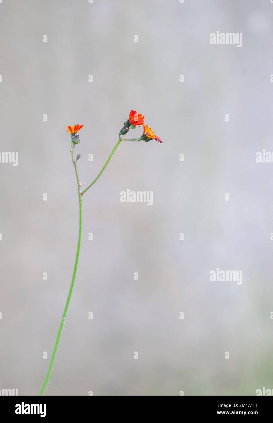 Fuchs und Jungen, Pilosella aurantiaca, fließende Pflanze. Rufford Friedhof, Lancashire, England. 2022 Stockfoto