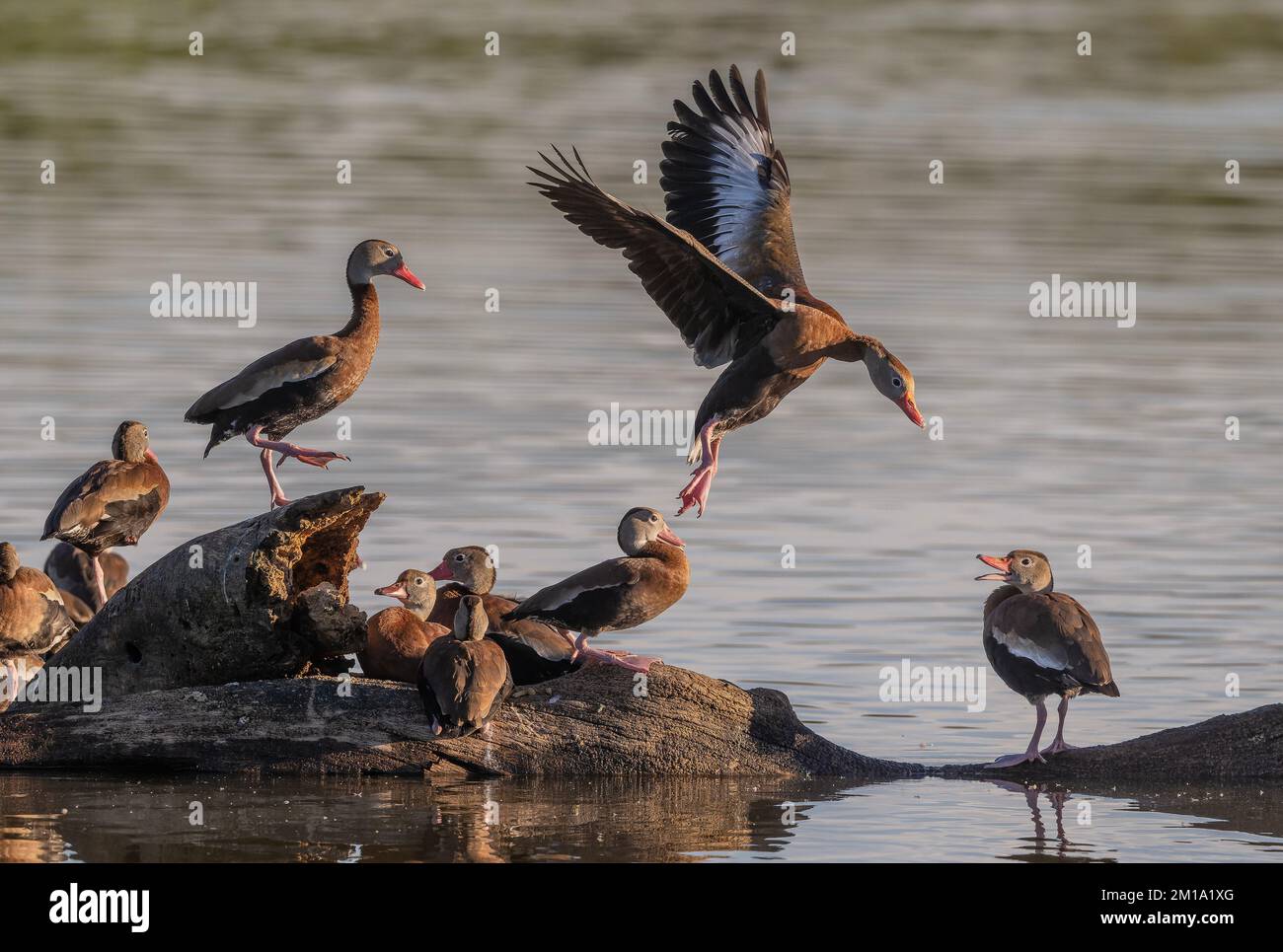 Schwarzbauch-Pfeifenten, Dendrocygna autumnalis, die sich um die beste Position in der Stute kämpfen. Winter, Texas. Stockfoto