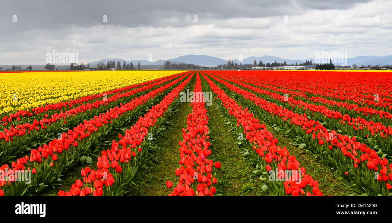 Frühlingssturmwolken über roten und gelben Tulpen auf dem Feld schaffen eine farbenfrohe Landwirtschaftsszene Stockfoto