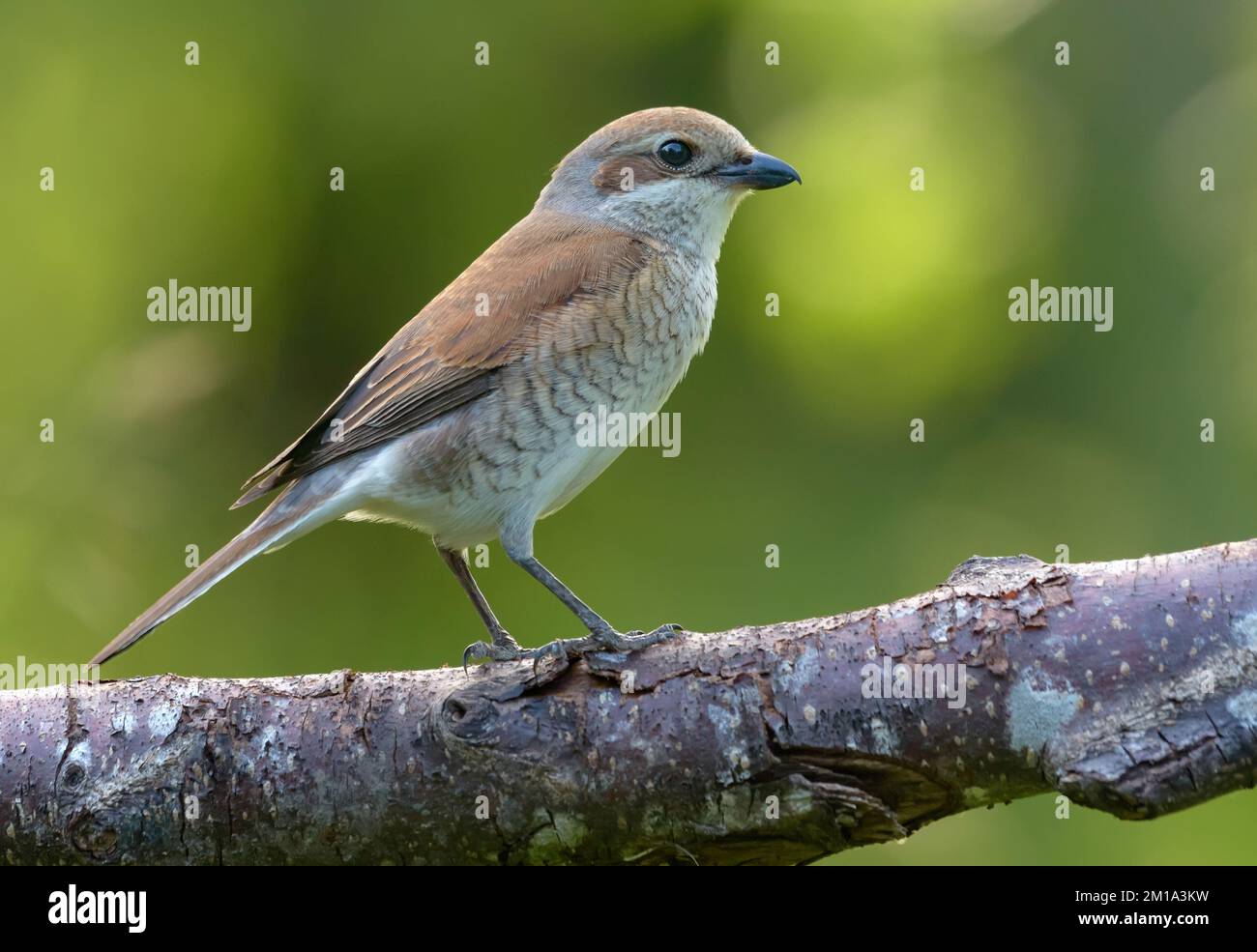 Roter Rike (lanius collurio), weiblich, hoch oben auf einem dicht gefärbten Ast in weichem Licht Stockfoto