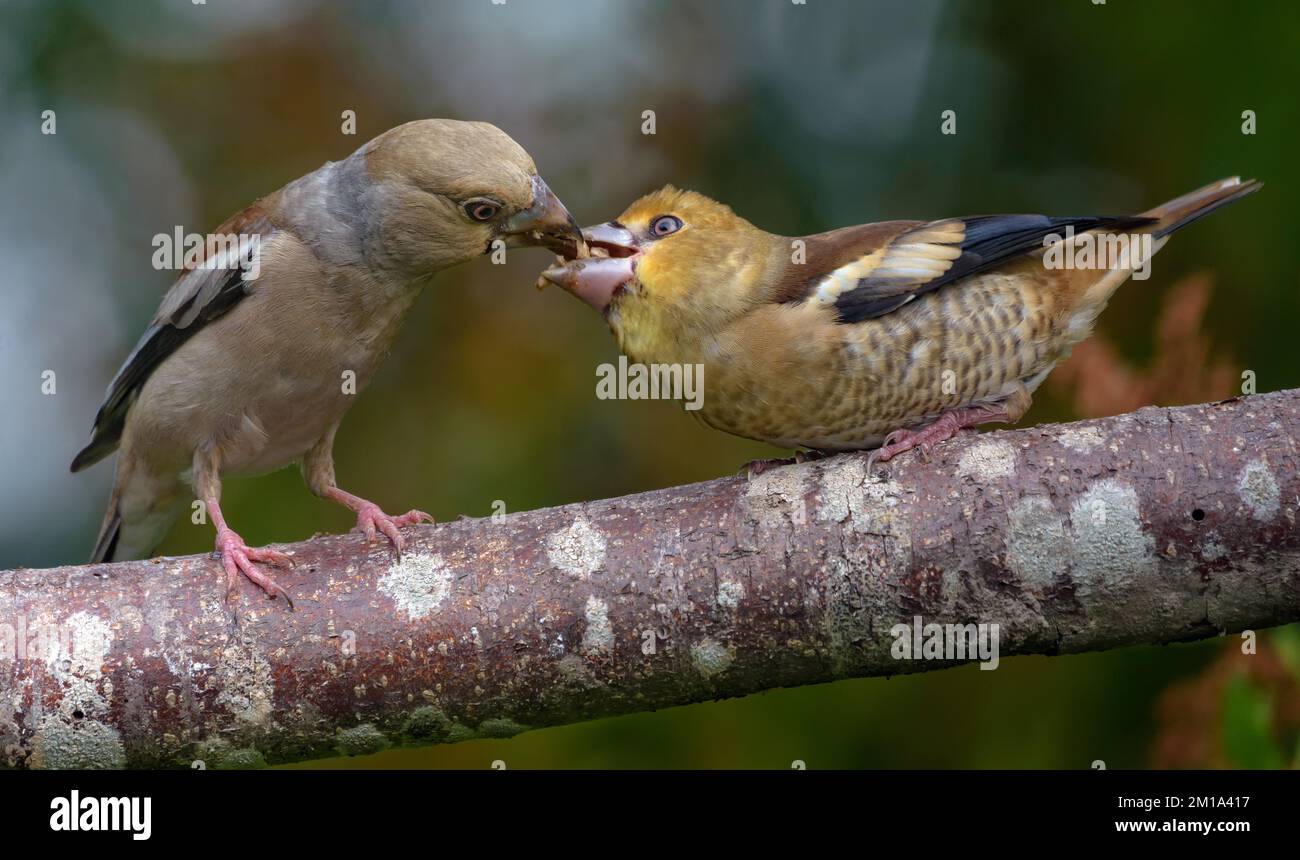 Weiblicher Falke (Coccothraustes coccothraustes), der sein Baby am Ast Mund zu Mund füttert Stockfoto