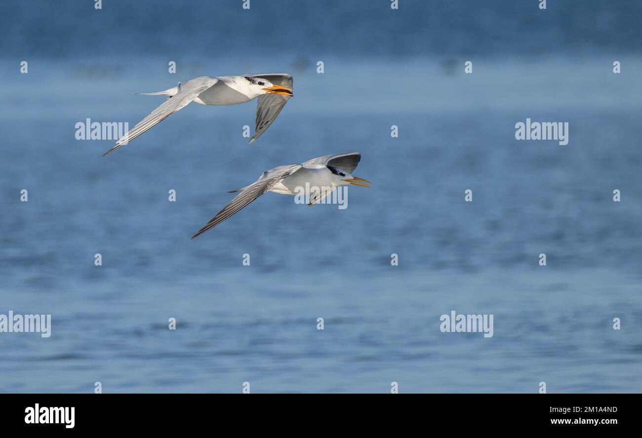 Zwei Königsseeschwalben, Thalasseus maximus, im Flug, eine mit Fischen, über die Küstenlagune. - Nach Texas. Stockfoto