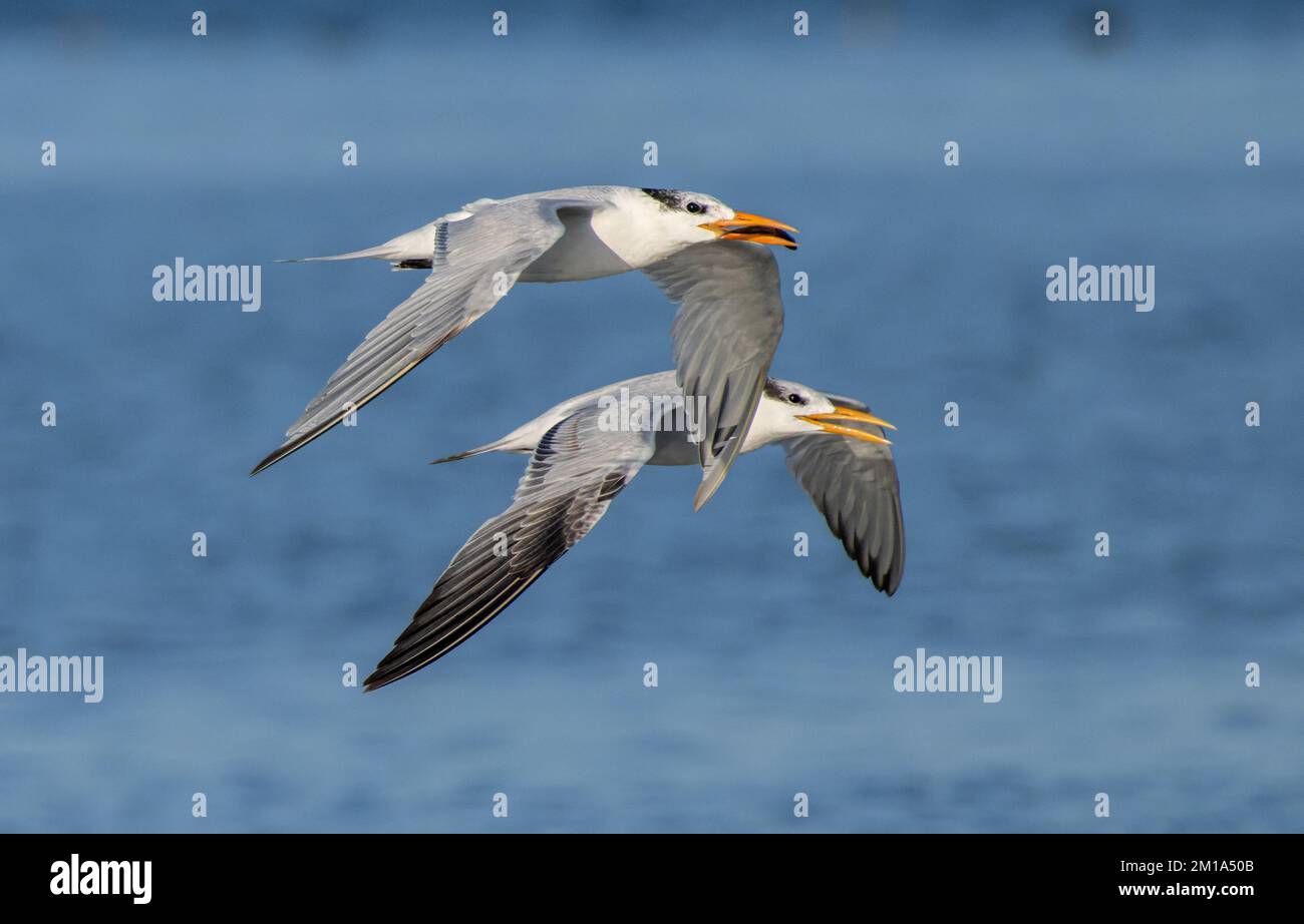 Zwei Königsseeschwalben, Thalasseus maximus, im Flug, eine mit Fischen, über die Küstenlagune. - Nach Texas. Stockfoto
