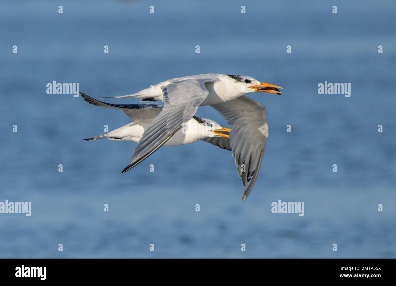 Zwei Königsseeschwalben, Thalasseus maximus, im Flug, eine mit Fischen, über die Küstenlagune. - Nach Texas. Stockfoto