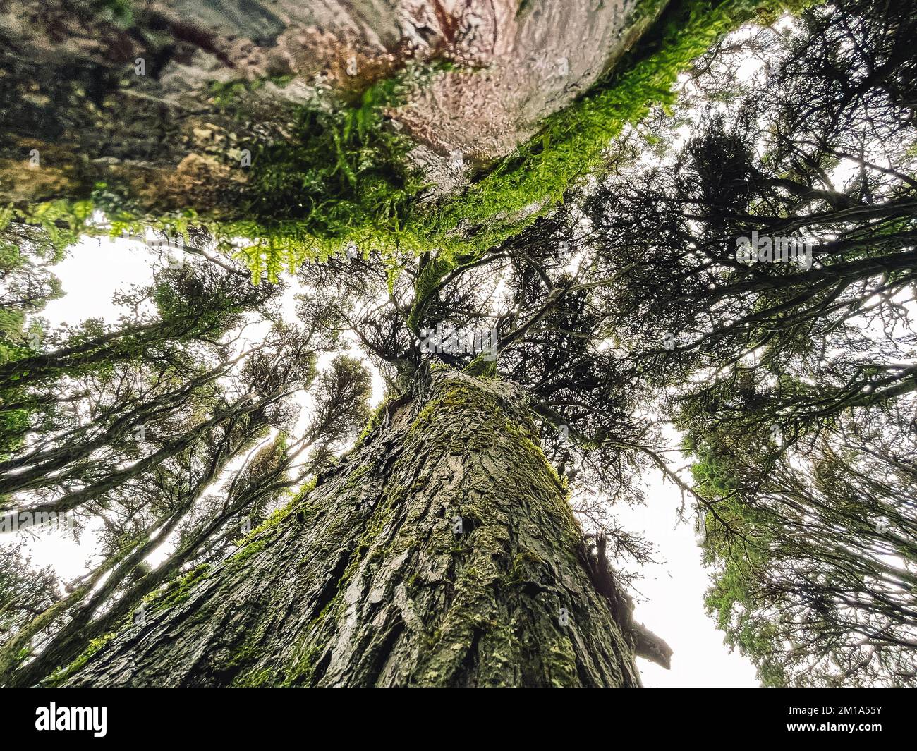 Blick von unten auf hohe alte Bäume in einem Wald Stockfoto