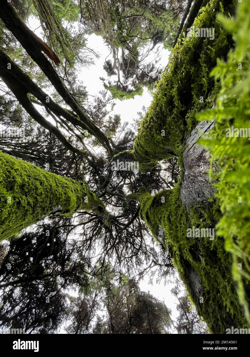 Blick von unten auf hohe alte Bäume in einem Wald Stockfoto