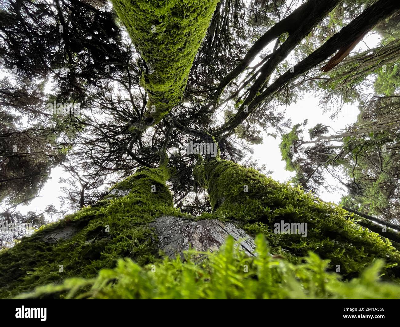 Blick von unten auf hohe alte Bäume in einem Wald Stockfoto