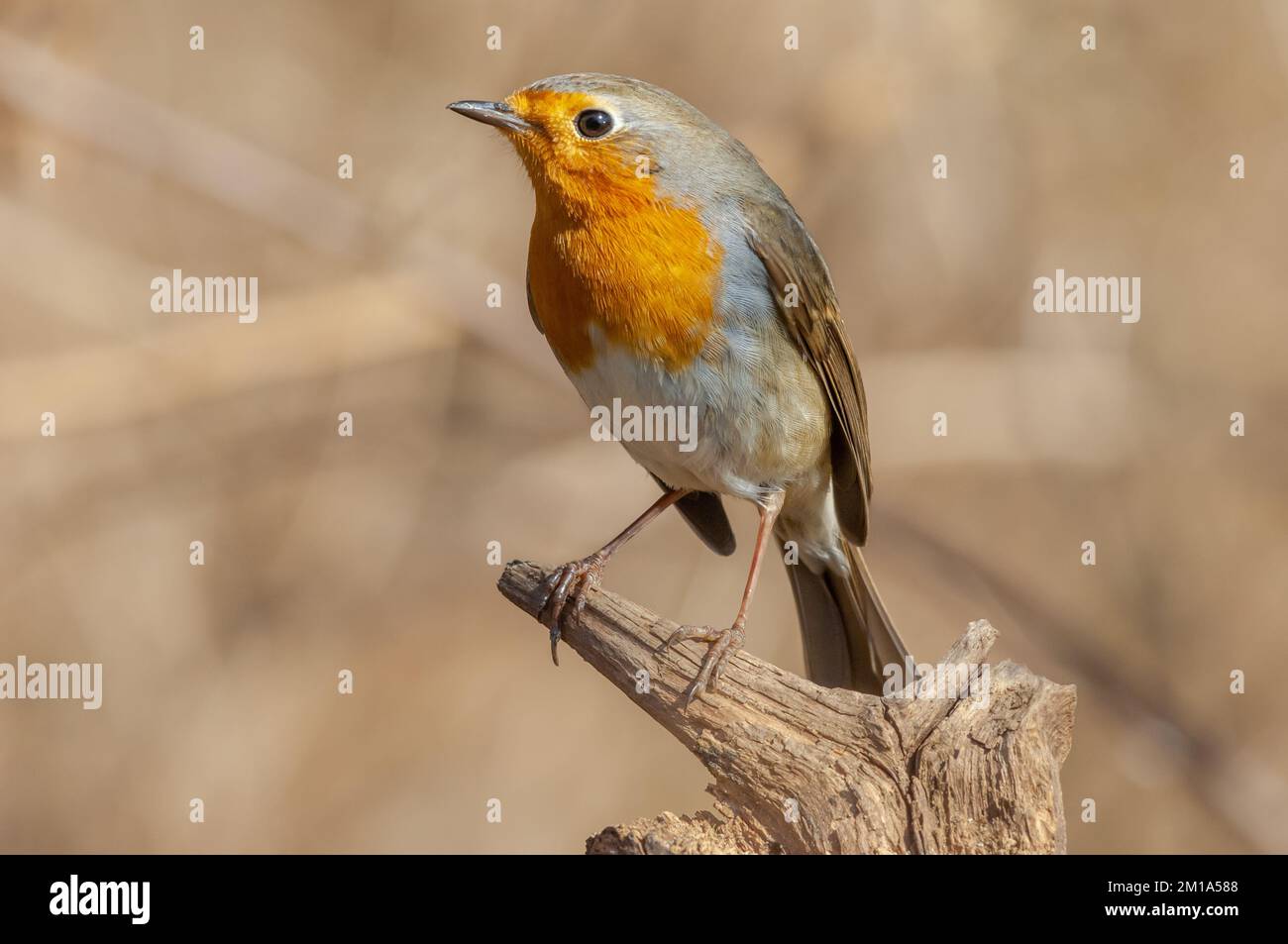 Europäischer Robin (Erithacus rubecula), der im Winter im Wald ruht. Elsass, Frankreich. Stockfoto