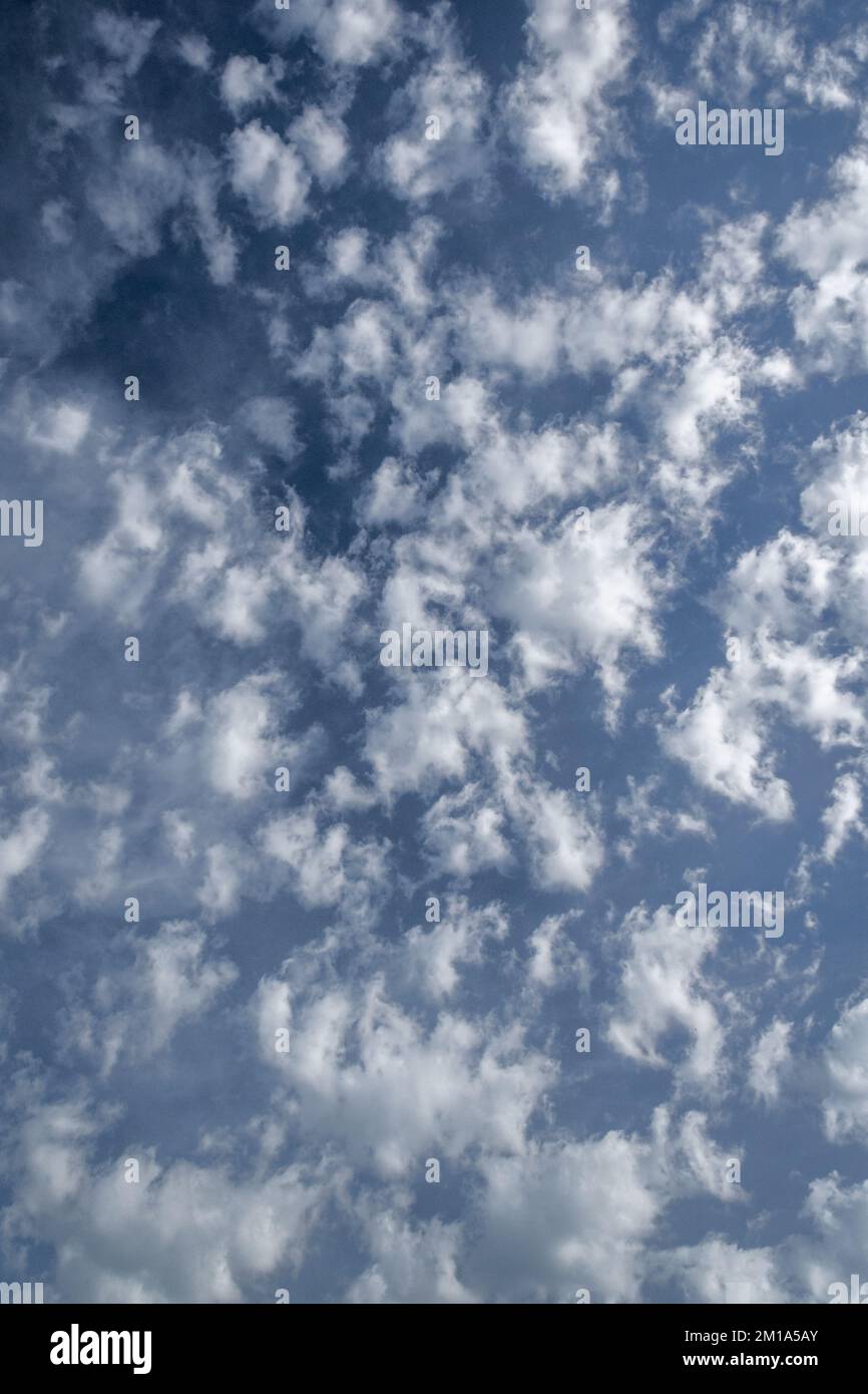 Weiße Altocumulus-Wolken, mit Seitenlicht, vor blauem Himmel; Porträtorientierung. Stockfoto