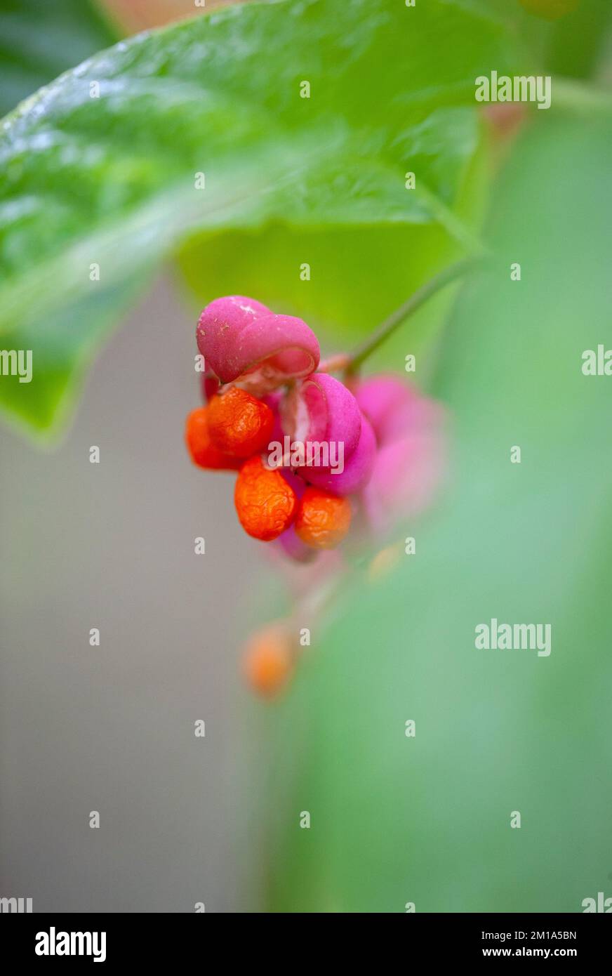 Spindelbaum Euonymus europaeus, mit Orangenfrucht und rosa Blume, Herbst, Lancashire, England. 2022 Stockfoto