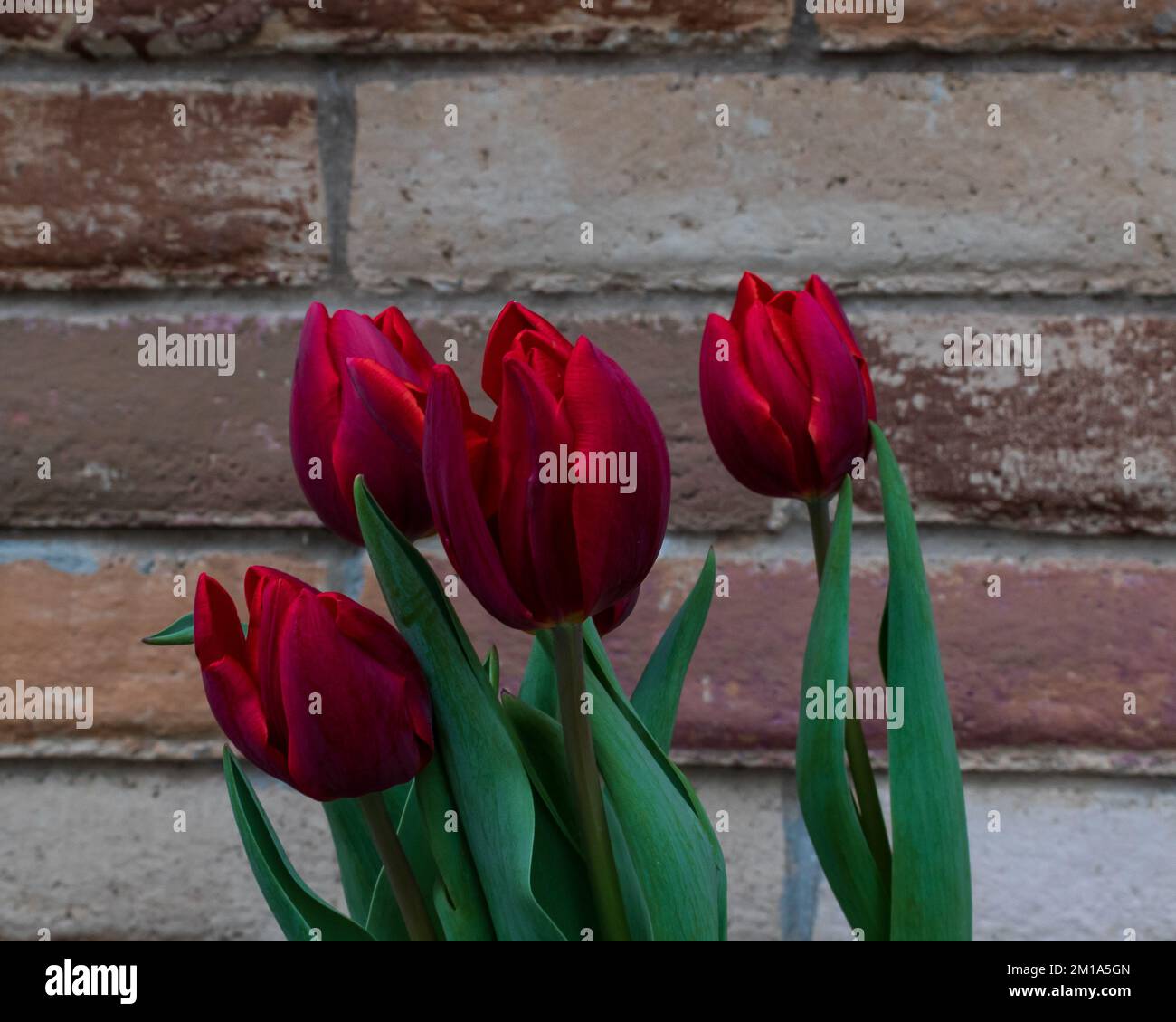 Tiefe rote Tulpen vor einem rustikalen Background Stockfoto