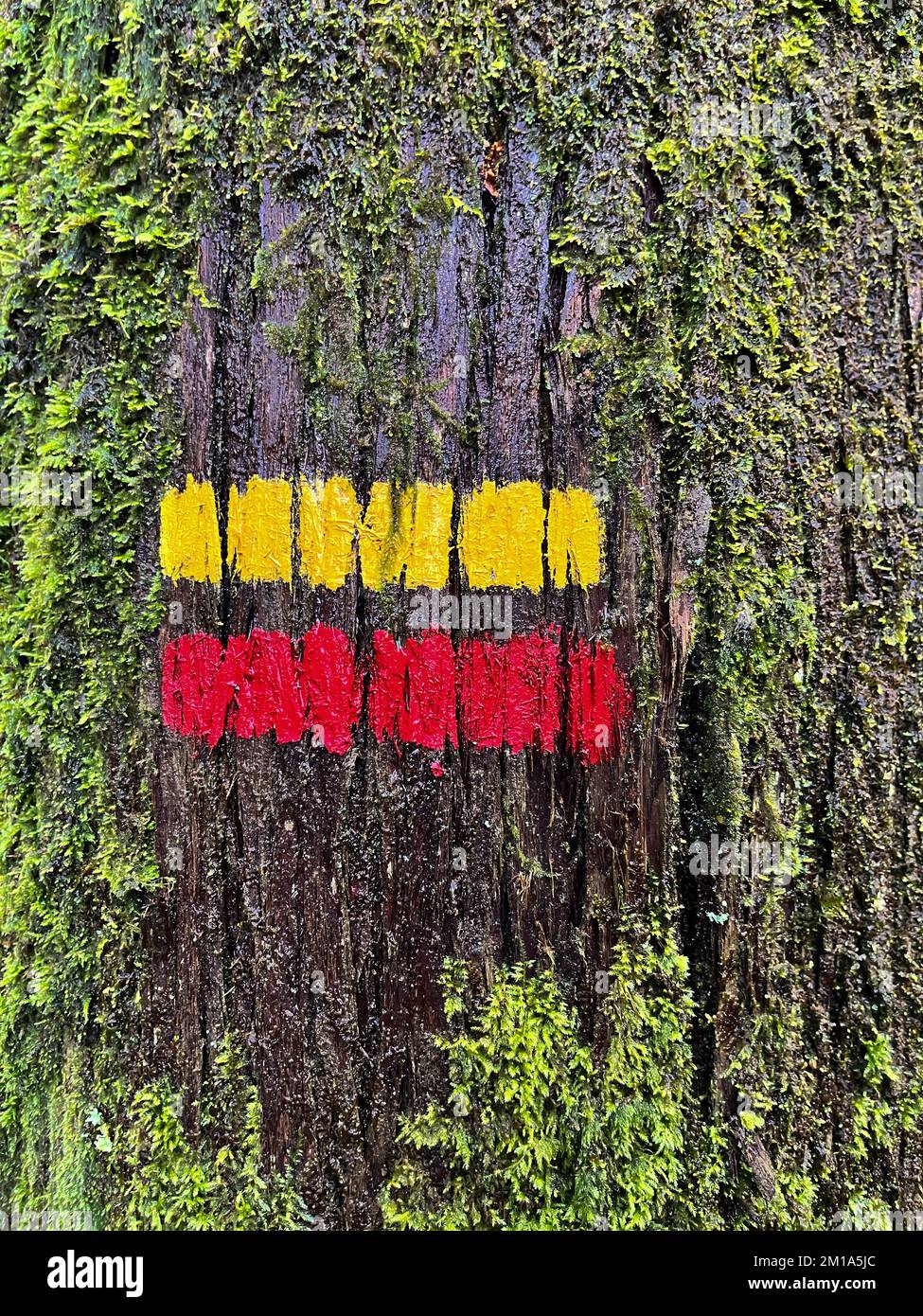 Wanderwegschild (rot und gelb) auf einem Baumstamm gemalt, der den richtigen Weg oder die richtige Richtung für einen Fußweg angibt Stockfoto