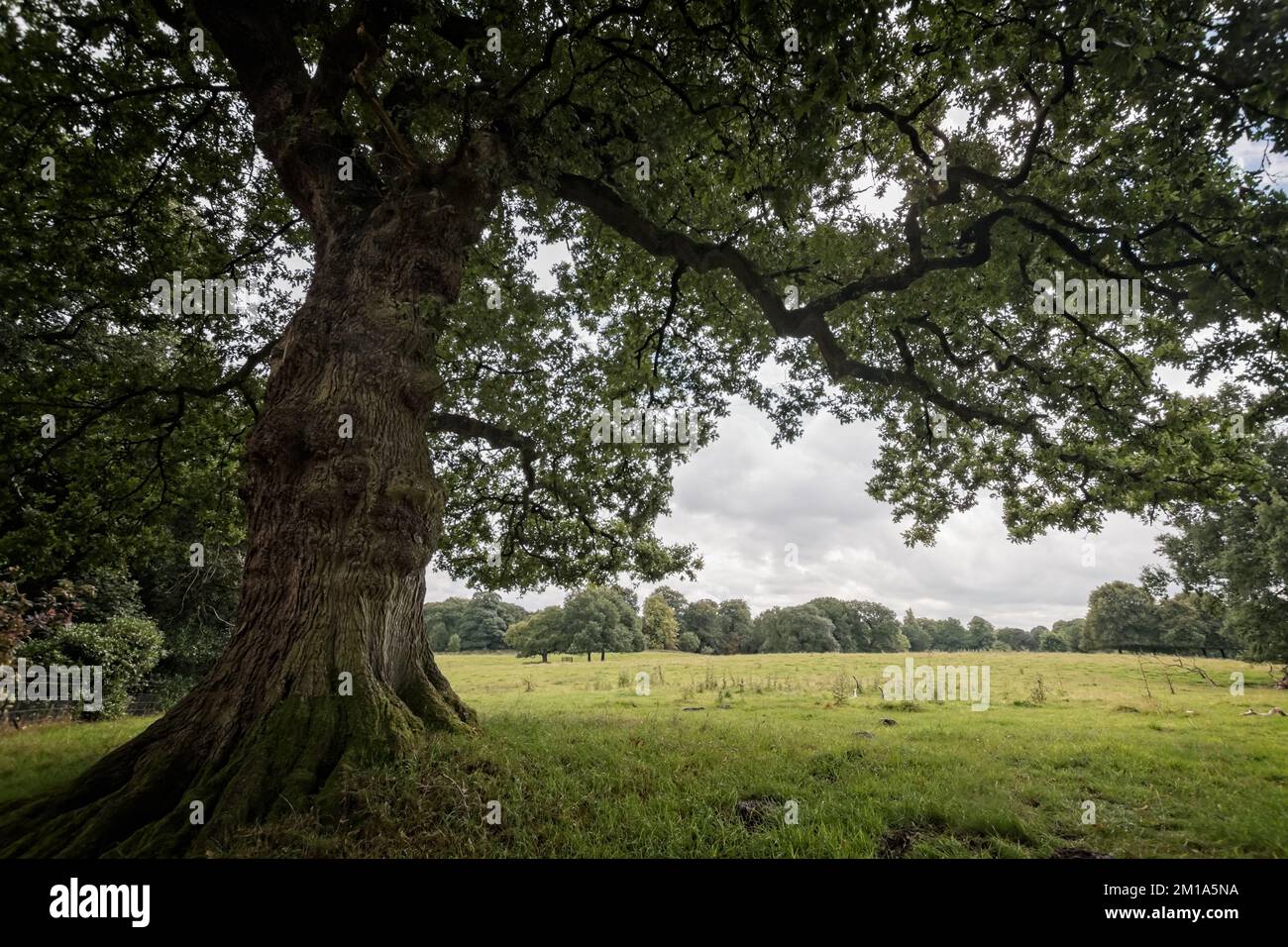 Stamm und Äste einer grünen Eiche in Cheshire, England; breitet sich an einem bewölkten Sommertag über einer Weide aus. Stockfoto