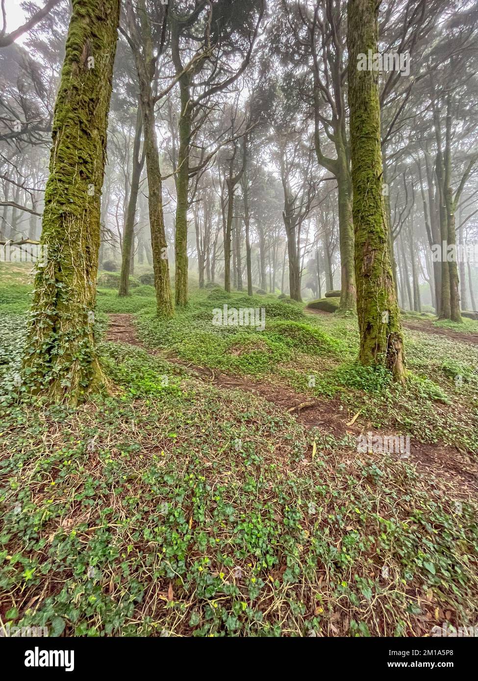 Wunderbarer alter Wald mit Nebel Stockfoto
