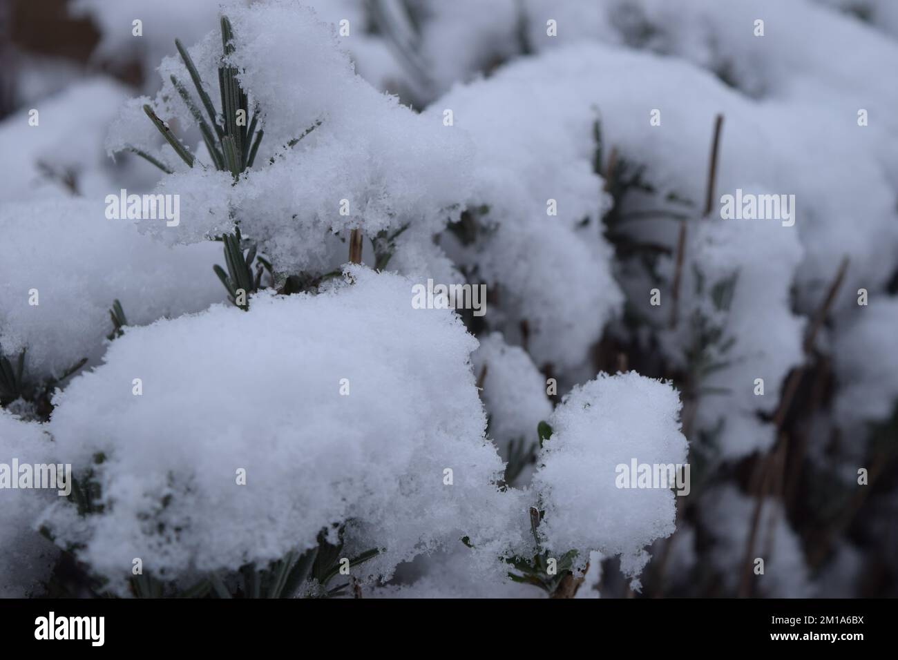 Nahaufnahme von Schnee auf einem Lavendelbusch Stockfoto