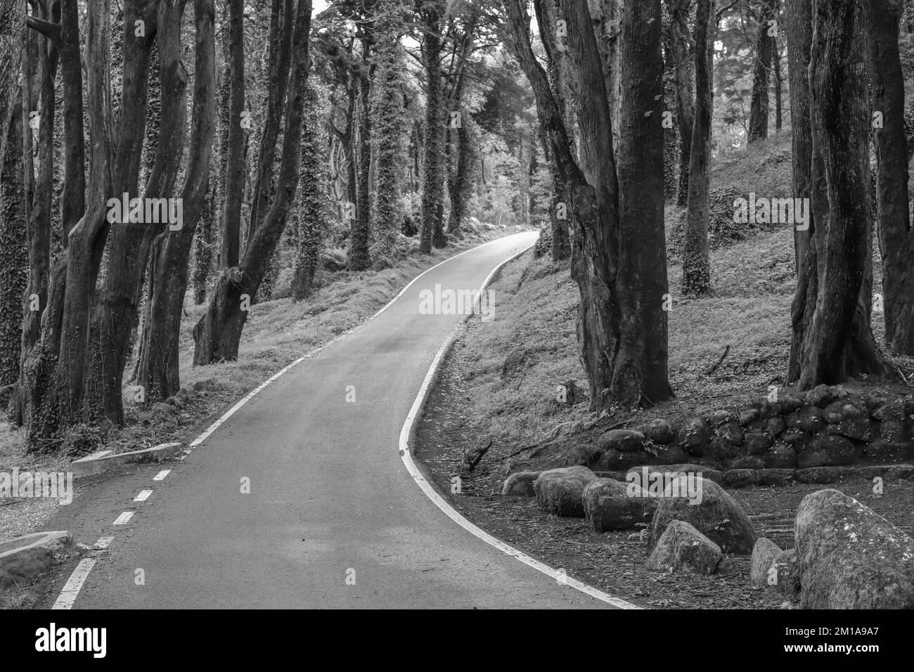 Straße in einem Wald, umgeben von alten Bäumen Stockfoto