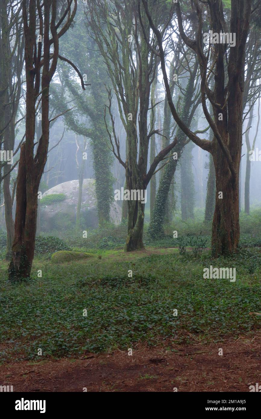 Wunderbarer alter Wald mit Nebel Stockfoto