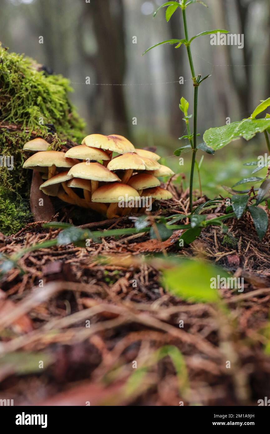 Wilde Pilze in einem wunderschönen Herbstwald. Herbstzeit im Wald Stockfoto