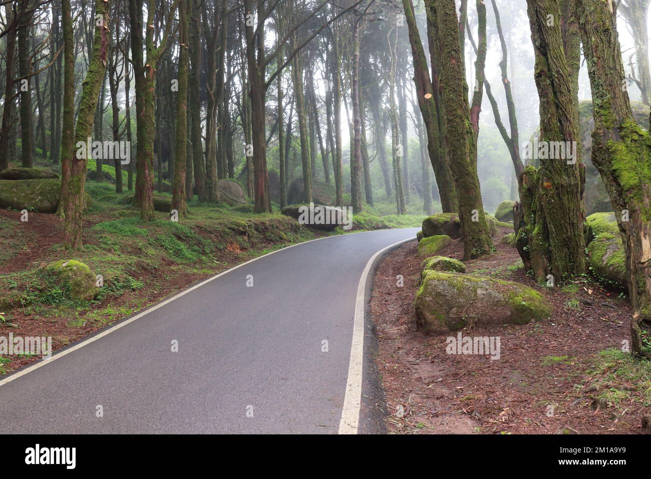 Straße in einem nebelbedeckten Wald, umgeben von alten Bäumen Stockfoto